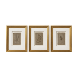 Mary Clay Framed Botanical Studies