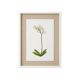 Adele Orchid Watercolor Painting