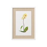 Gladys Orchid Watercolor Painting