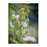 Roses In The Garden