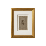 Mary Clay Framed Botanical Studies