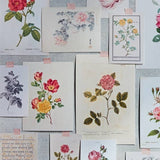 Roses In The Garden