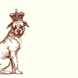 Royal Boxer A6 Notes