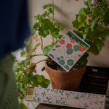Lucky Clover Long Matches | Long - Safety Matches