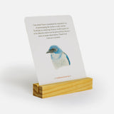 The Backyard Bird Deck