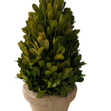 NH Topiarie Potted