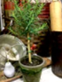 Rosemary Small Topiary
