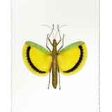 Yellow Stick Bug Water Color