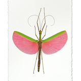 Pink Stick Bug Water Color
