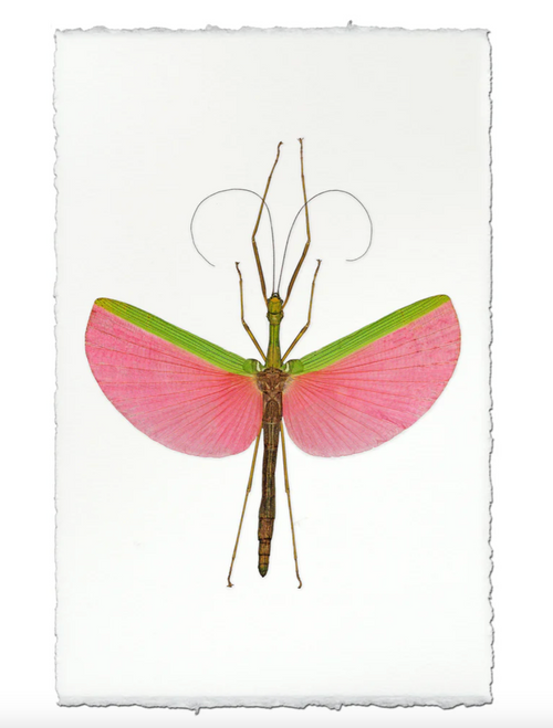 Pink Stick Bug Water Color