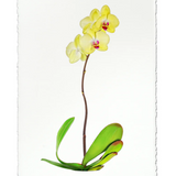 Gladys Orchid Watercolor Painting