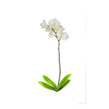 Adele Orchid Watercolor Painting