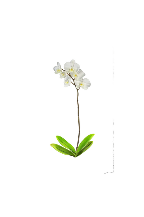 Adele Orchid Watercolor Painting