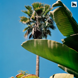 Flamingo Estate Banana Leaf Candle