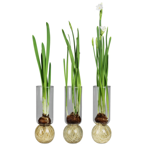 Glass Bulb Vase Tall