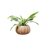 Cement Pumpkin Planter
