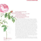 Roses In The Garden